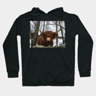 Scottish Highland Cattle Cow 2228 Hoodie